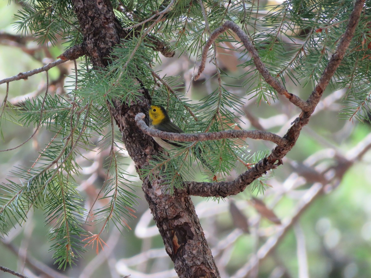 Hermit Warbler - ML641700545
