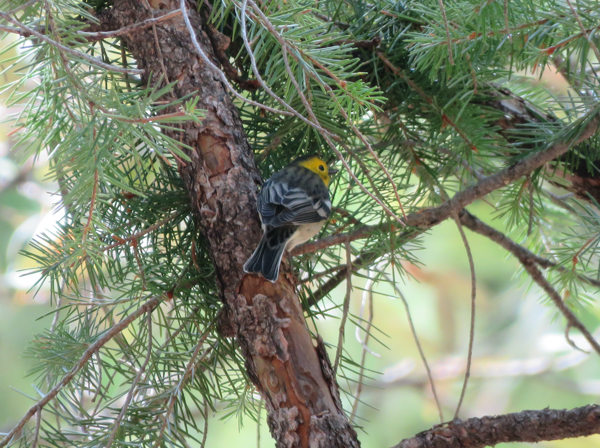 Hermit Warbler - ML641700565
