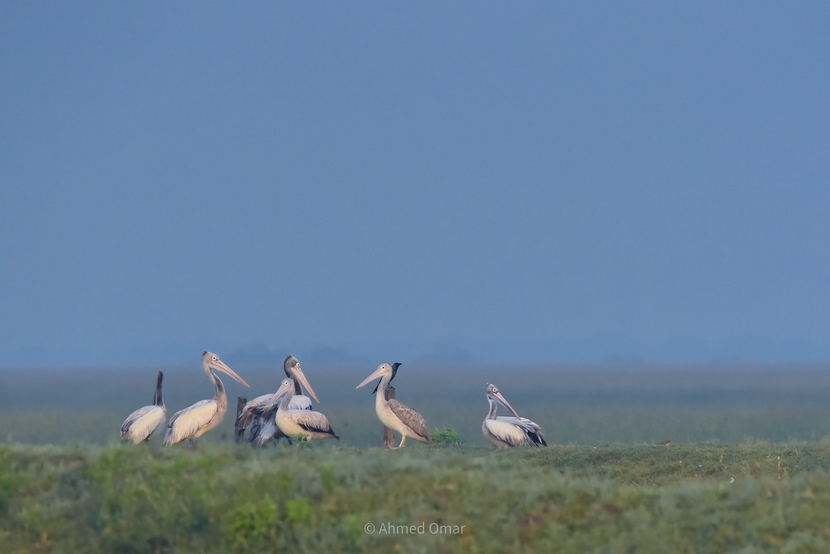 Spot-billed Pelican - ML641700577
