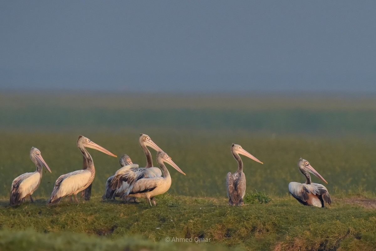 Spot-billed Pelican - ML641700578