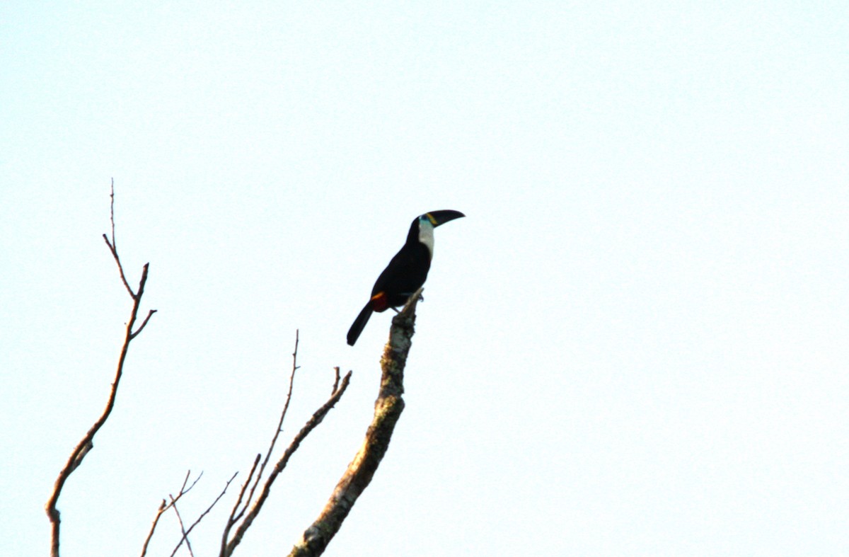 Channel-billed Toucan - ML641700599