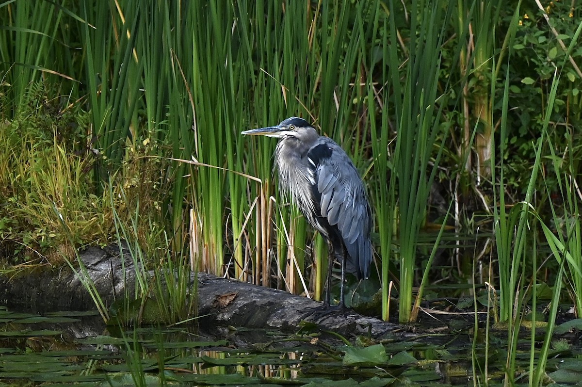 Great Blue Heron - ML641700643
