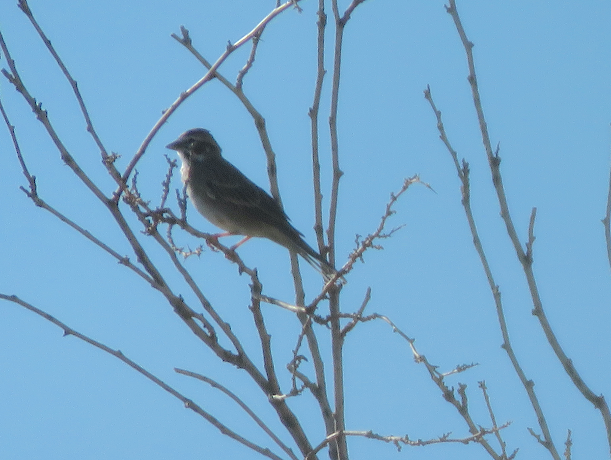 Lark Sparrow - ML641700729