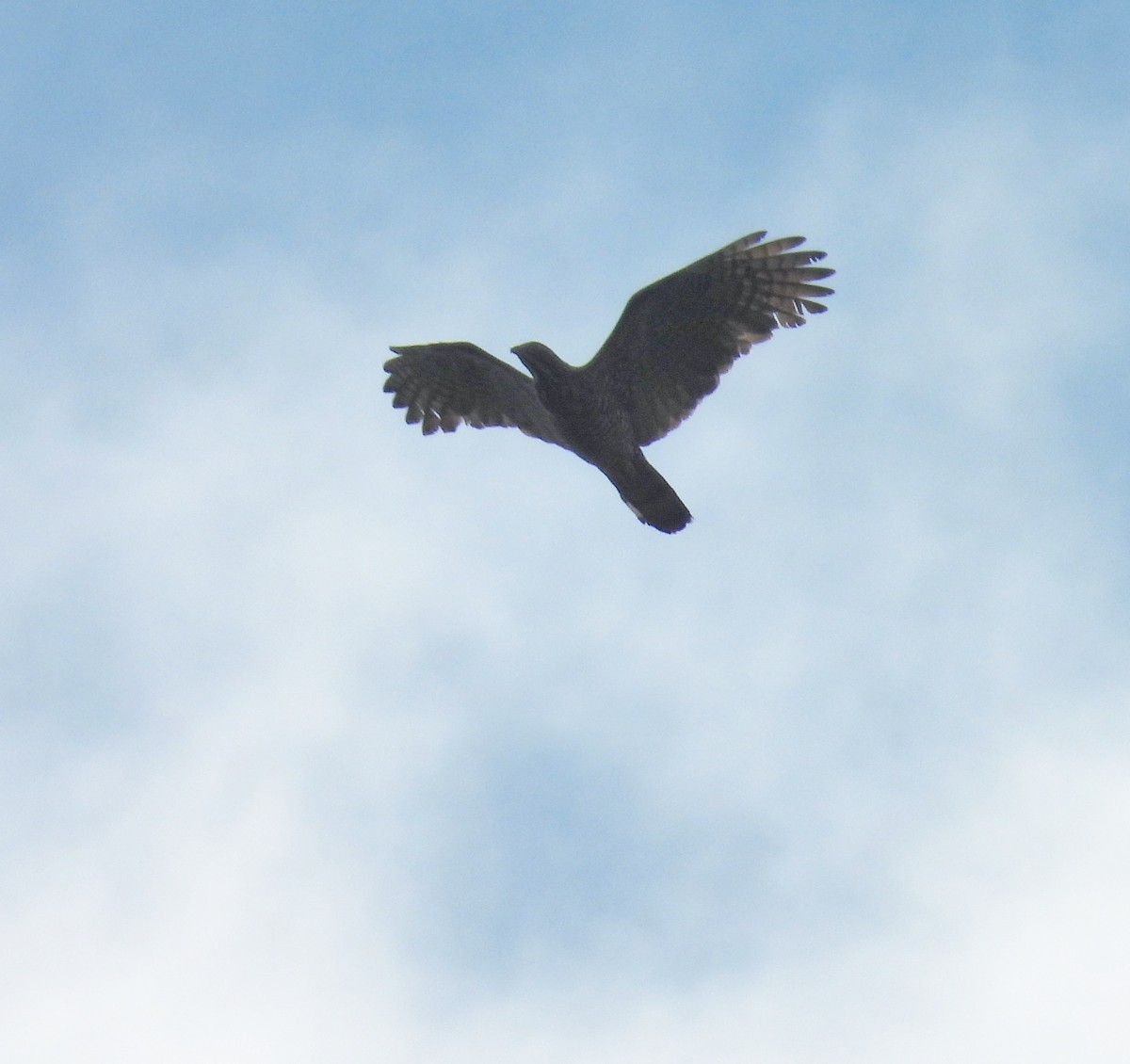 Sulawesi Honey-buzzard - ML641700733