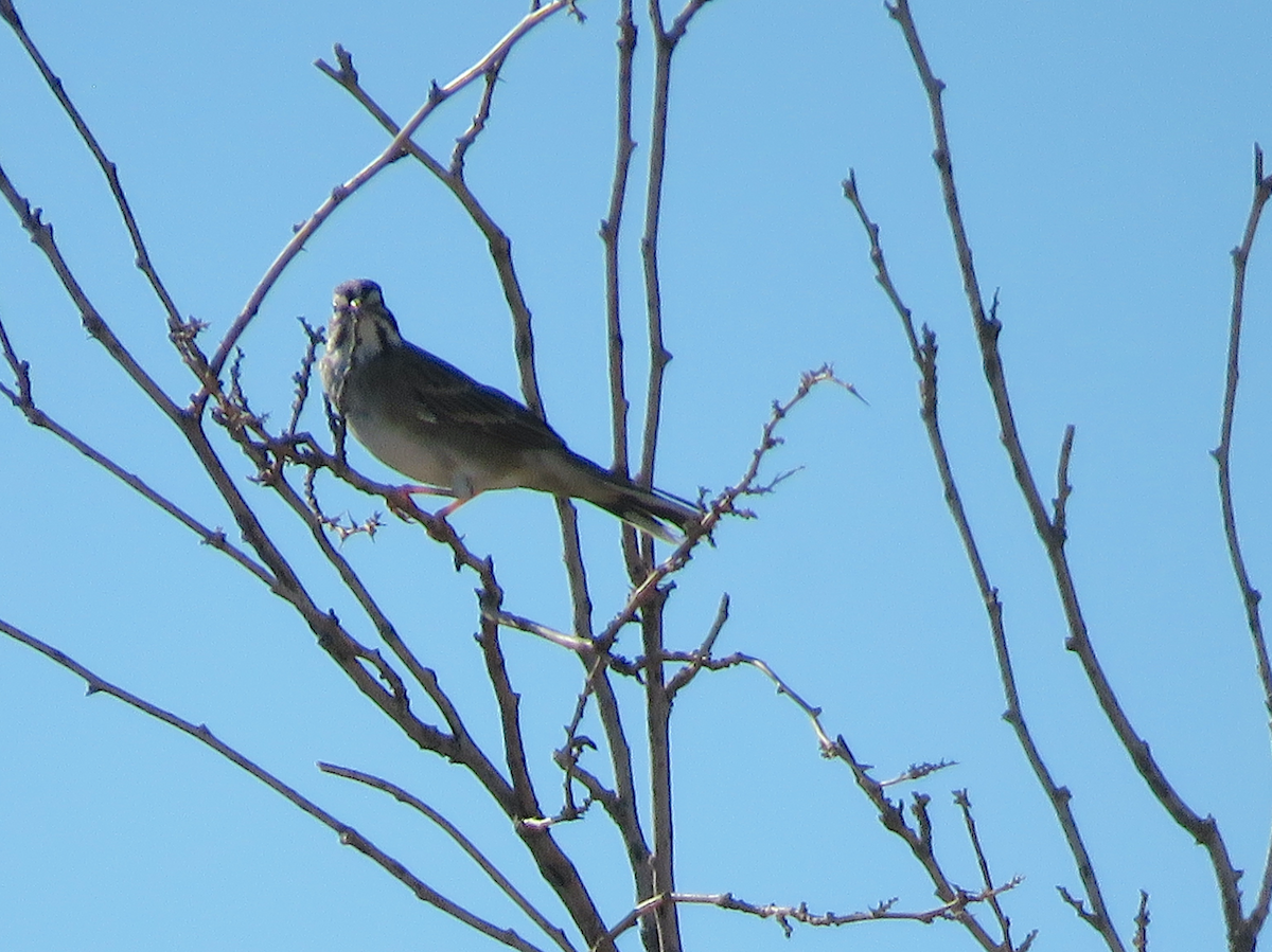 Lark Sparrow - ML641700735