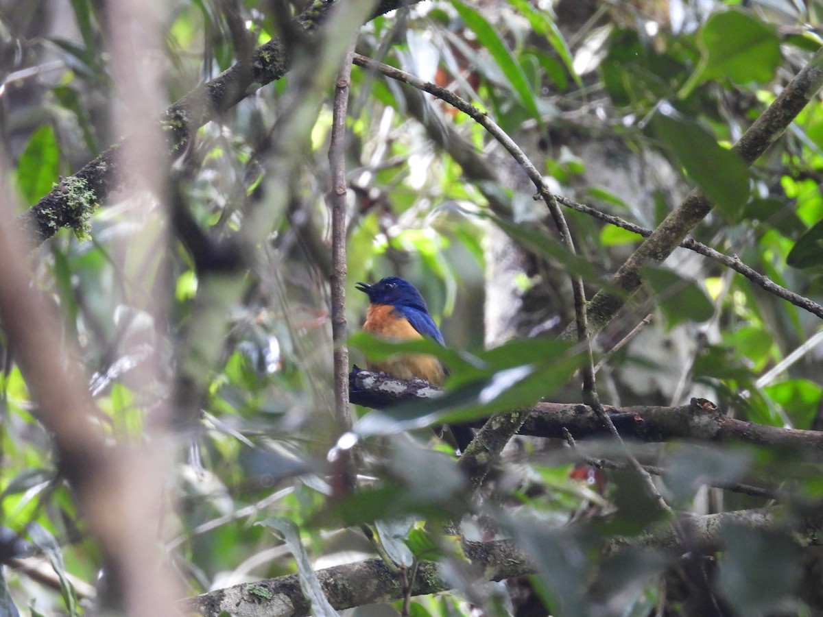 Sulawesi Blue Flycatcher - ML641700742