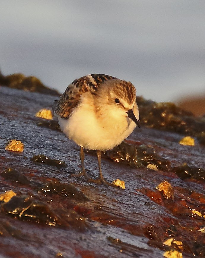 Little Stint - ML641700766