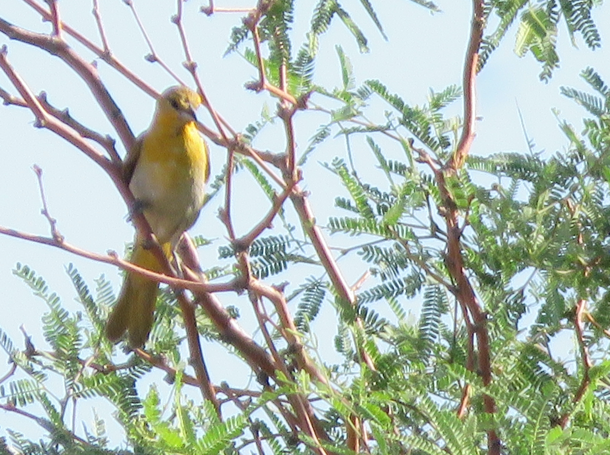 Bullock's Oriole - ML641700785