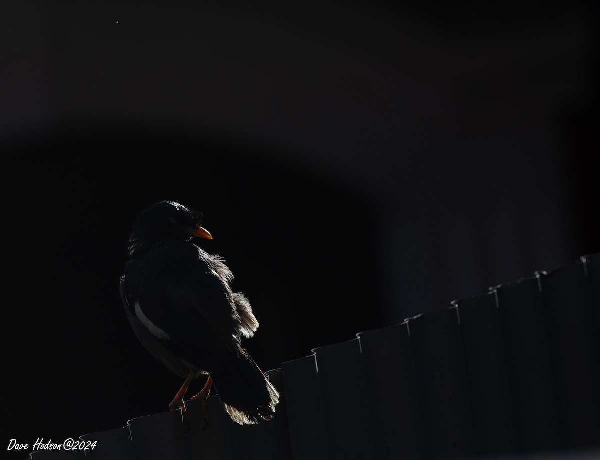 Jungle Myna - ML641700791