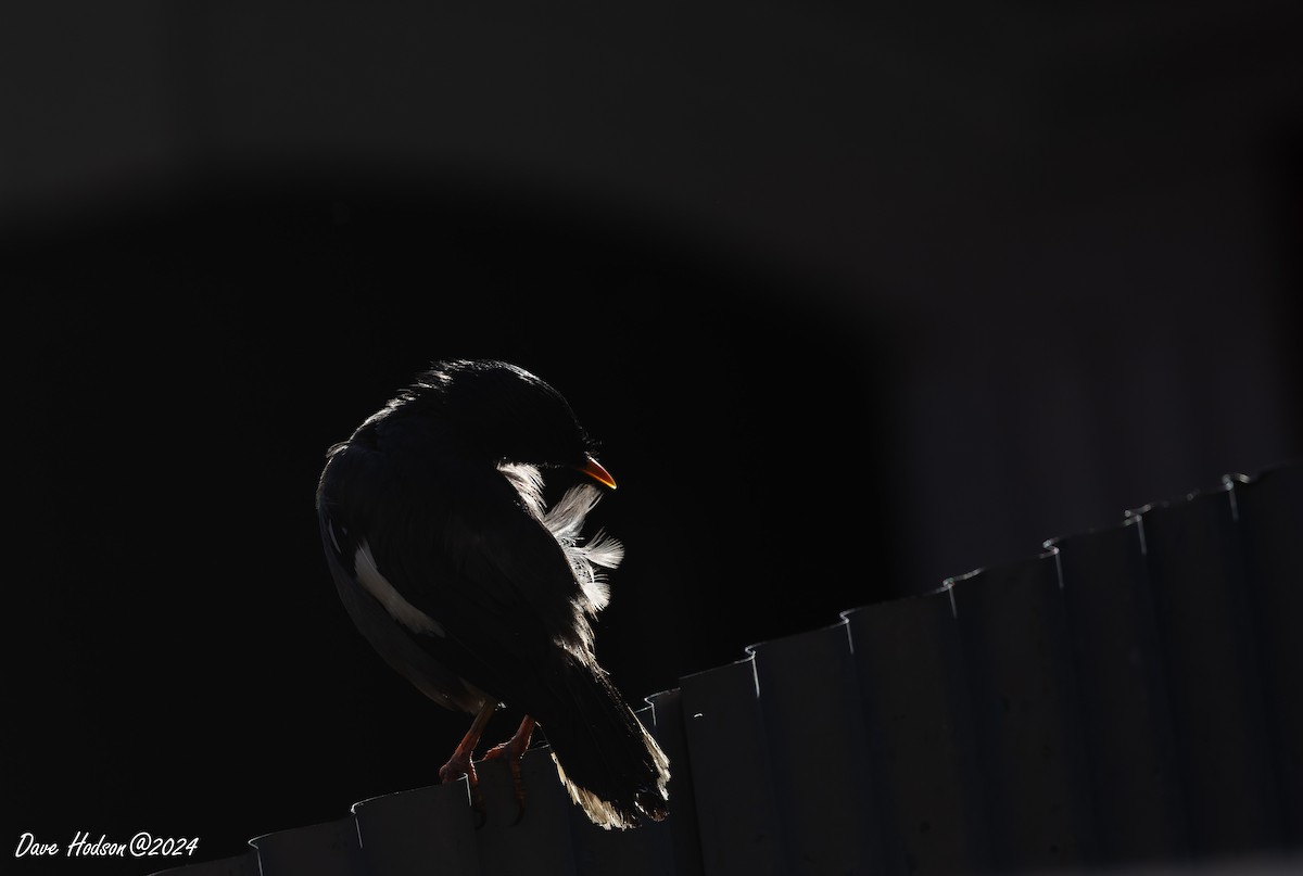 Jungle Myna - ML641700792