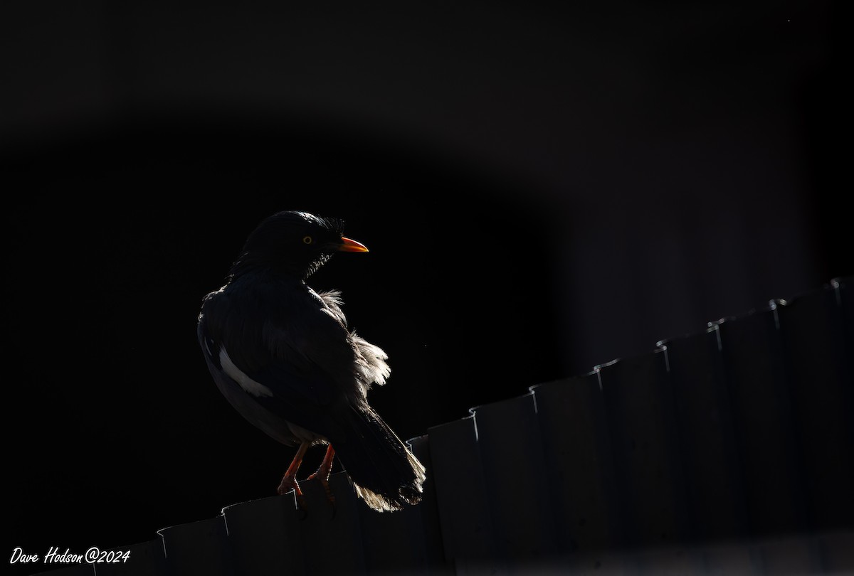Jungle Myna - ML641700793