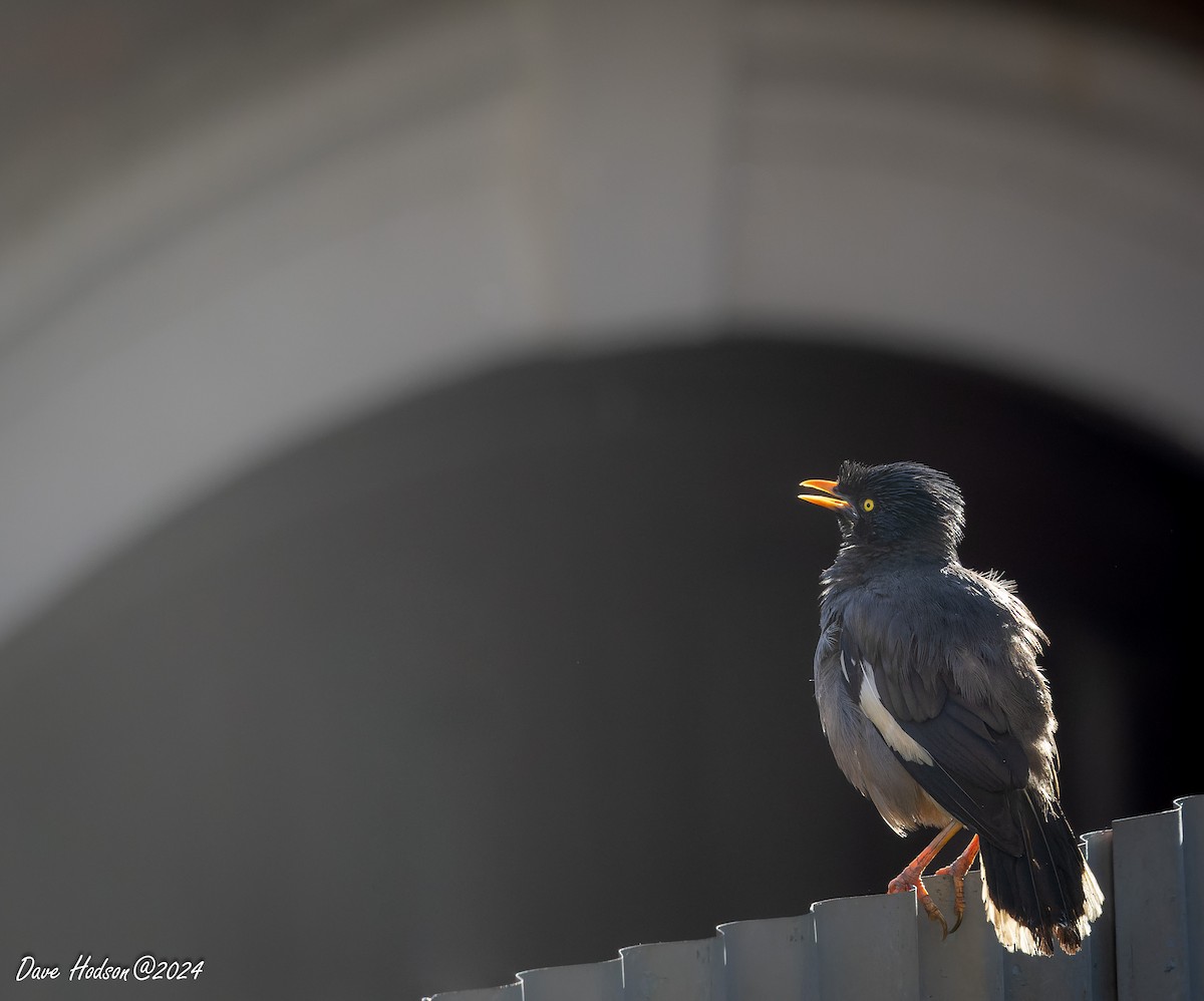 Jungle Myna - ML641700794