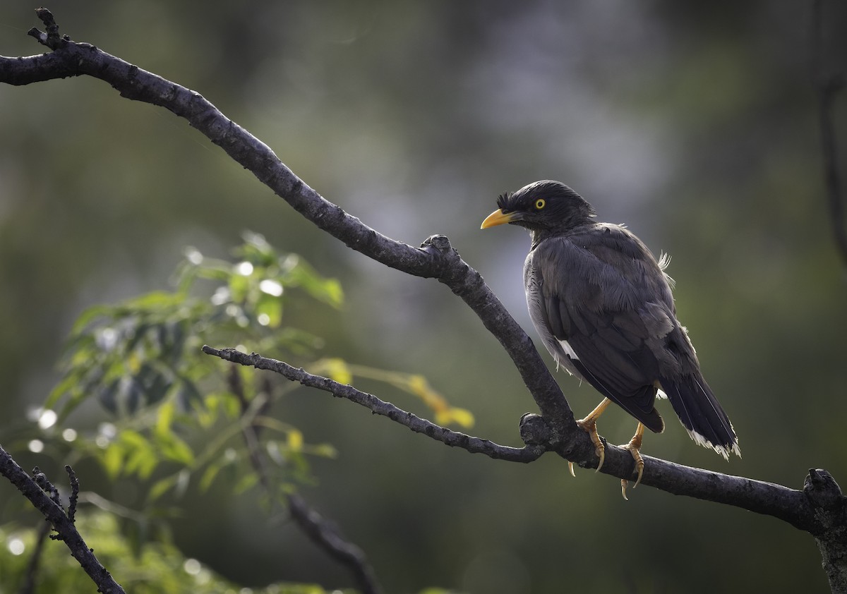 Jungle Myna - ML641700796