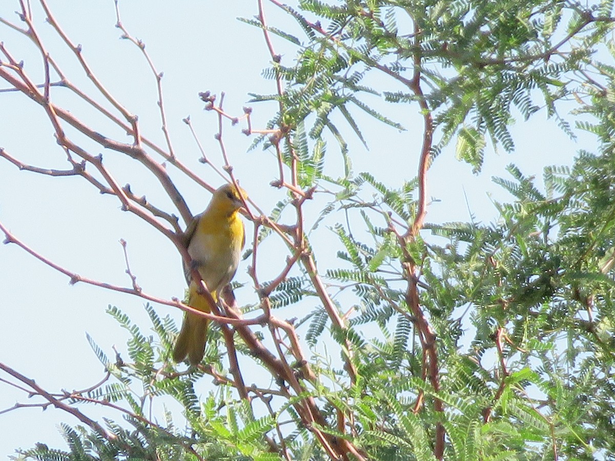 Bullock's Oriole - ML641700797