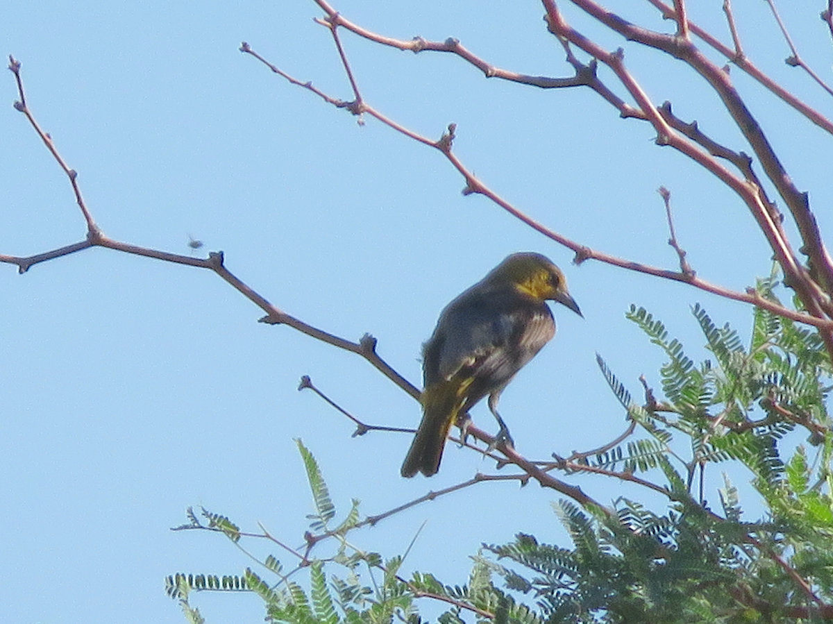 Bullock's Oriole - ML641700827