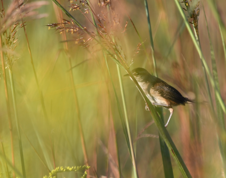 Marsh Wren - ML641700829