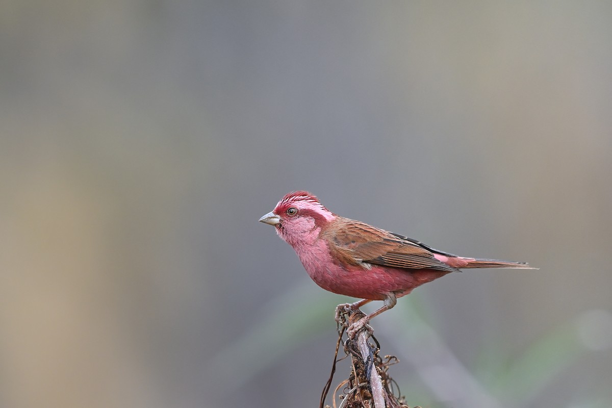 Pink-browed Rosefinch - ML641700831