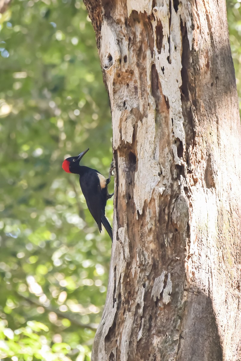 White-bellied Woodpecker - ML641700852