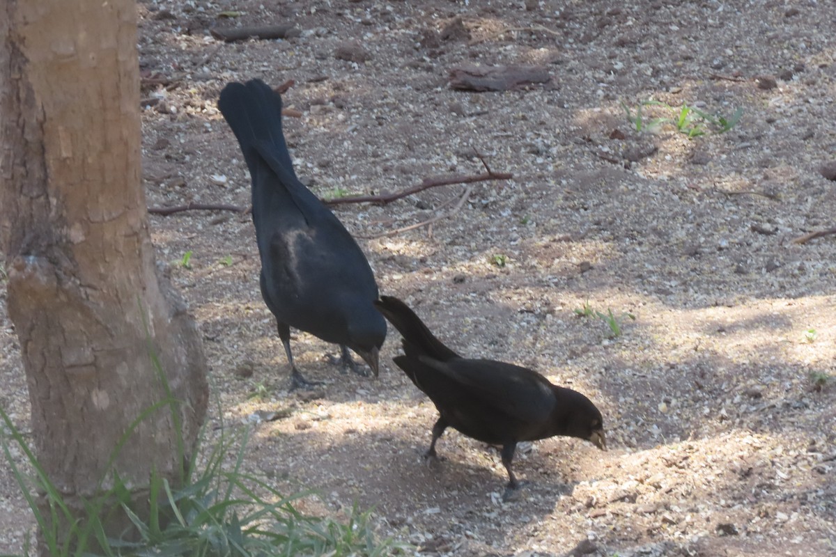 Screaming Cowbird - ML641700854