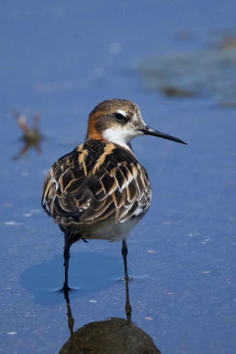 Red-necked Phalarope - Sam Koski-Jones
