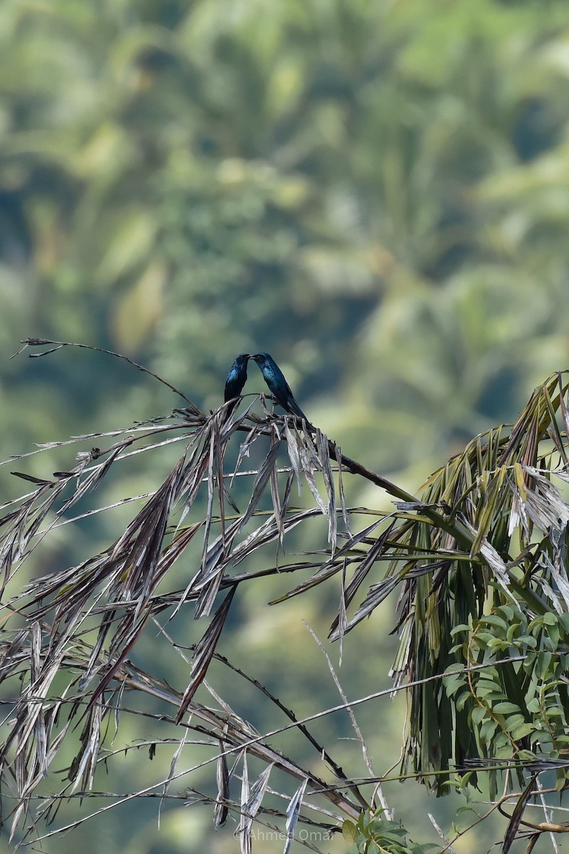 Bronzed Drongo - ML641700935