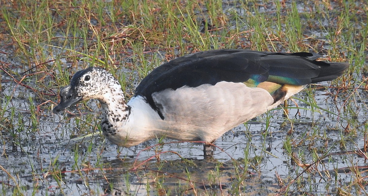 Knob-billed Duck - ML641700937