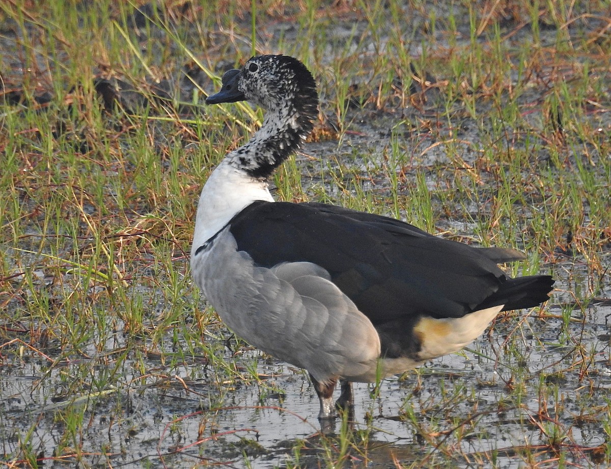 Knob-billed Duck - ML641700938