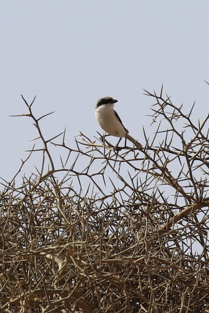 Great Gray Shrike (Sahara) - ML641700952