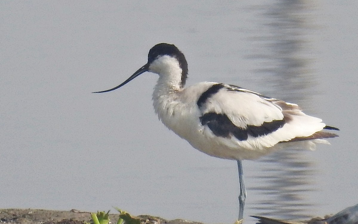 Pied Avocet - ML641700953