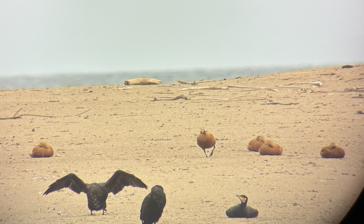 husice rezavá - ML641700974