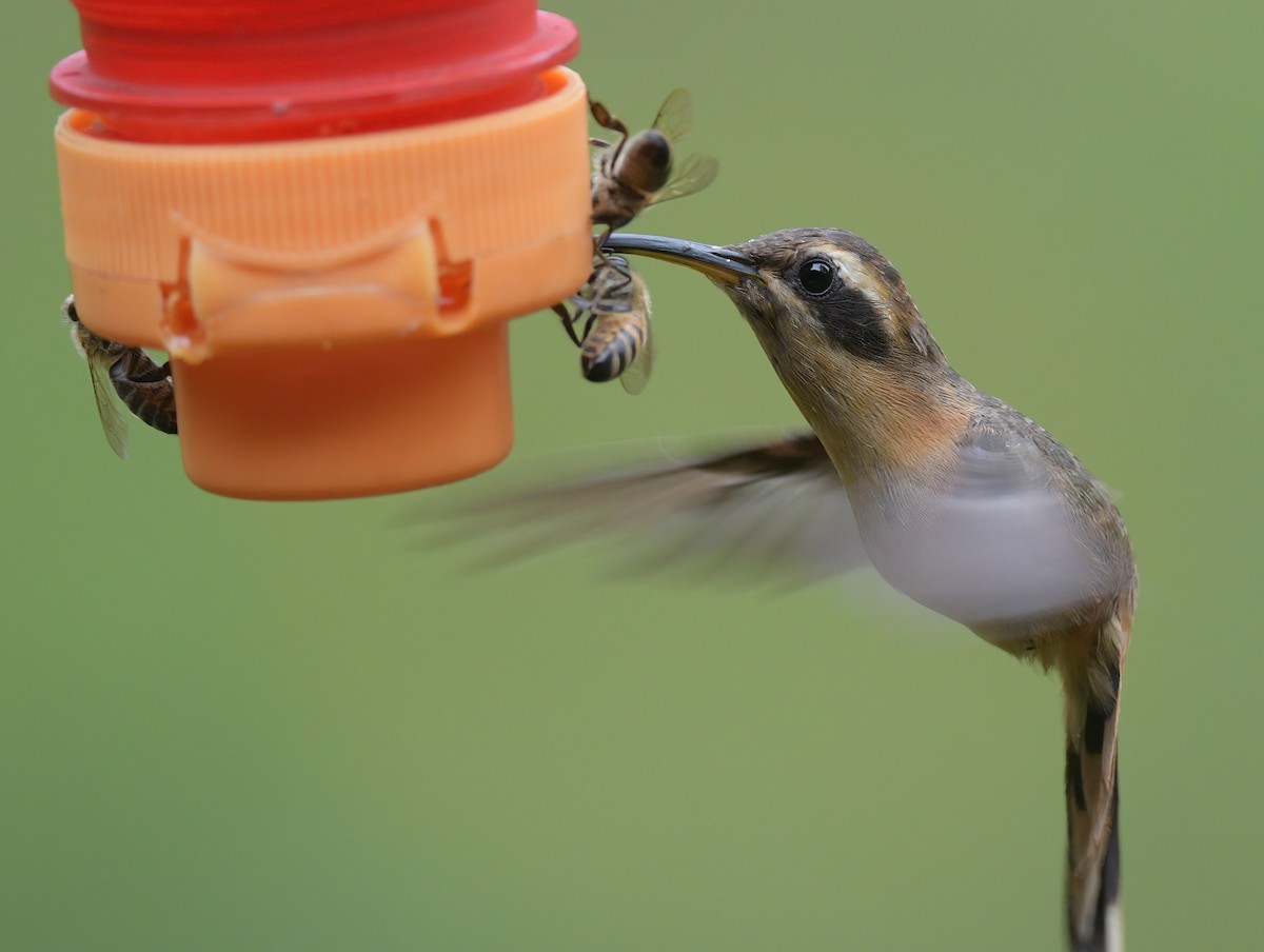Gray-chinned Hermit - ML641700980