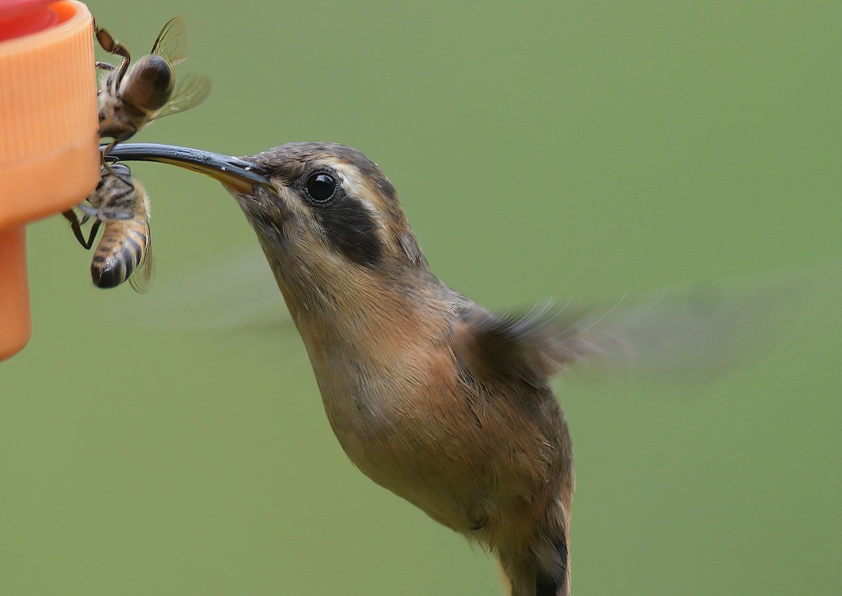 Gray-chinned Hermit - ML641700981