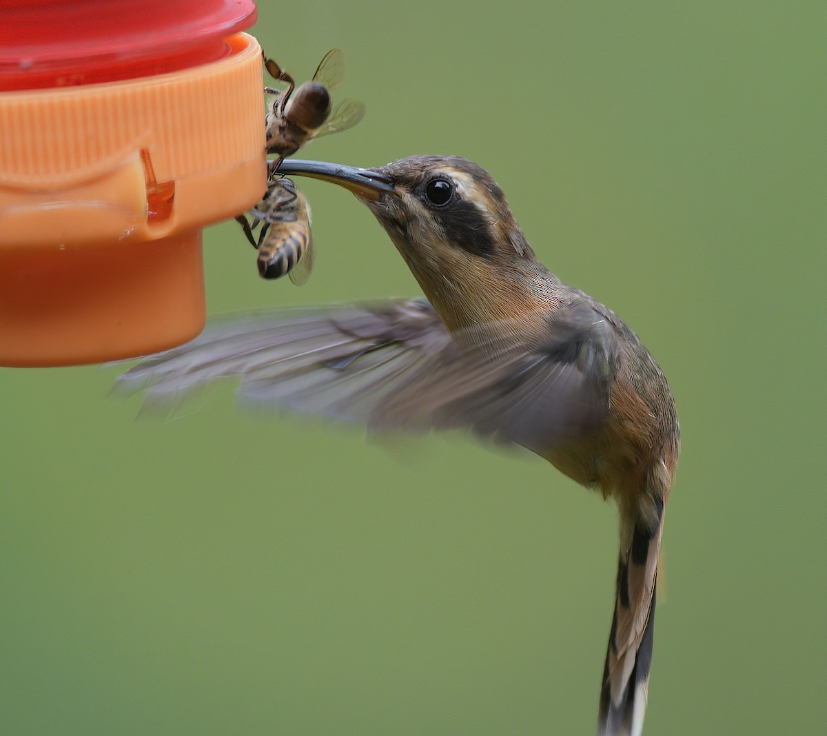 Gray-chinned Hermit - ML641700982