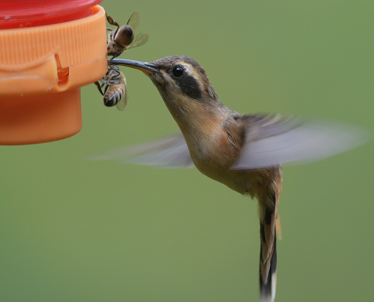 Gray-chinned Hermit - ML641700983