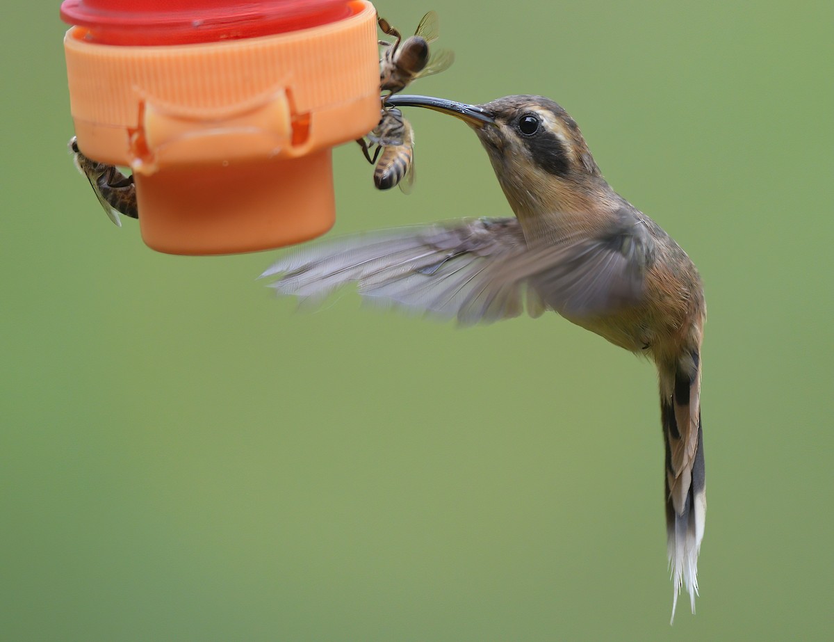 Gray-chinned Hermit - ML641700984