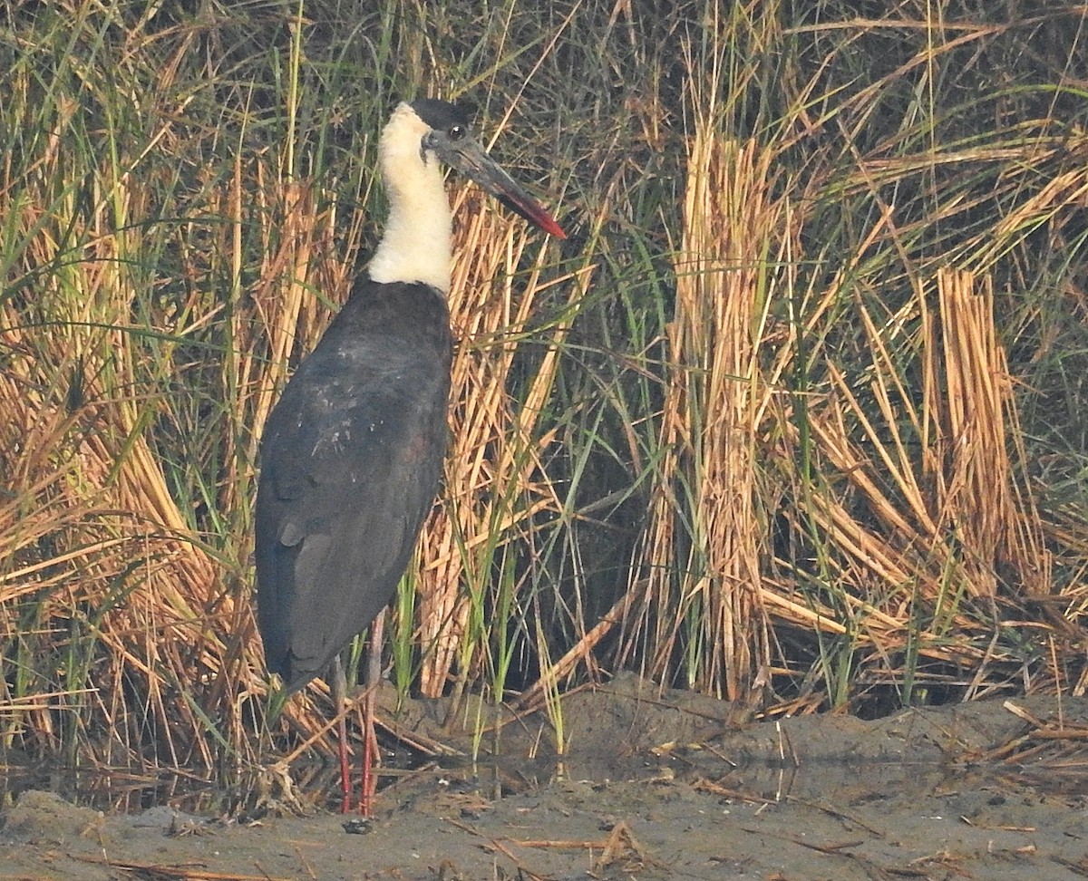 Asian Woolly-necked Stork - ML641700989
