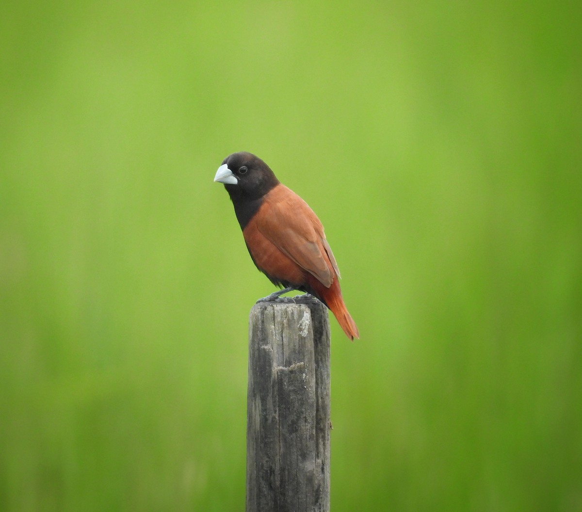 Chestnut Munia - ML641700990