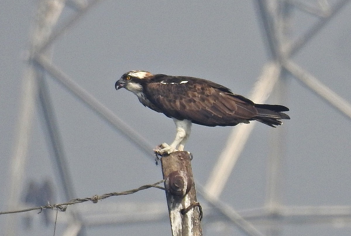 Osprey - ML641700993