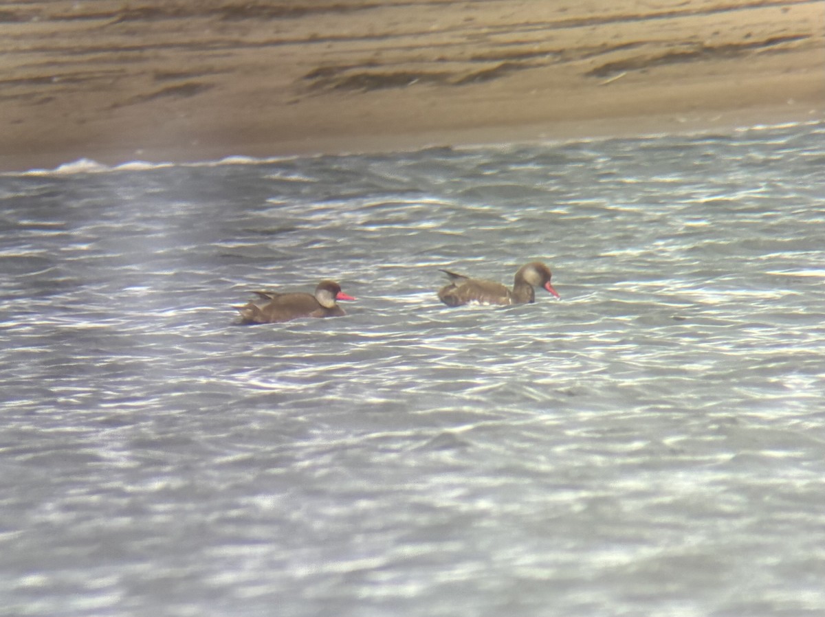 zrzohlávka rudozobá - ML641701017