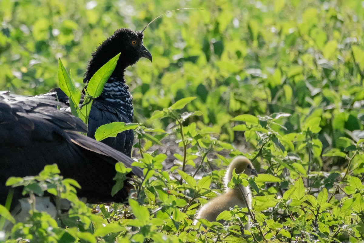 Horned Screamer - ML641701018