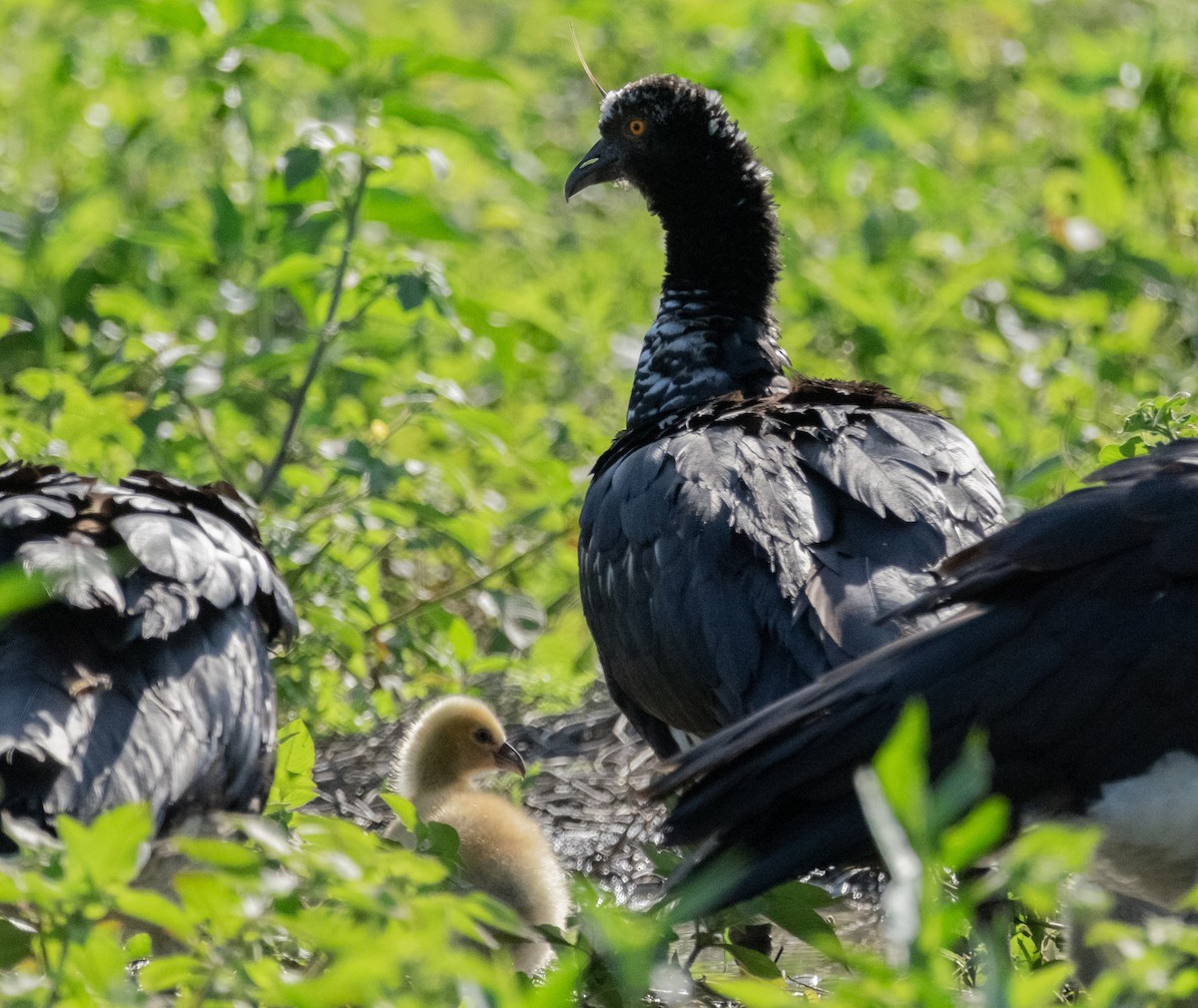 Horned Screamer - ML641701020