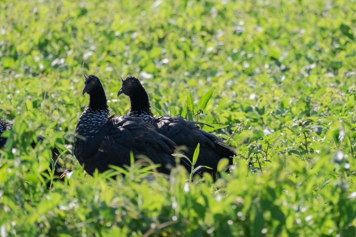 Horned Screamer - ML641701021