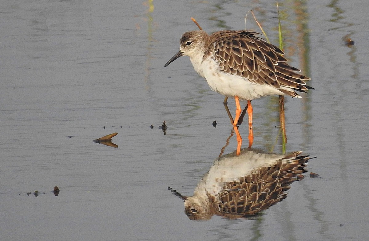 Ruff - ML641701026
