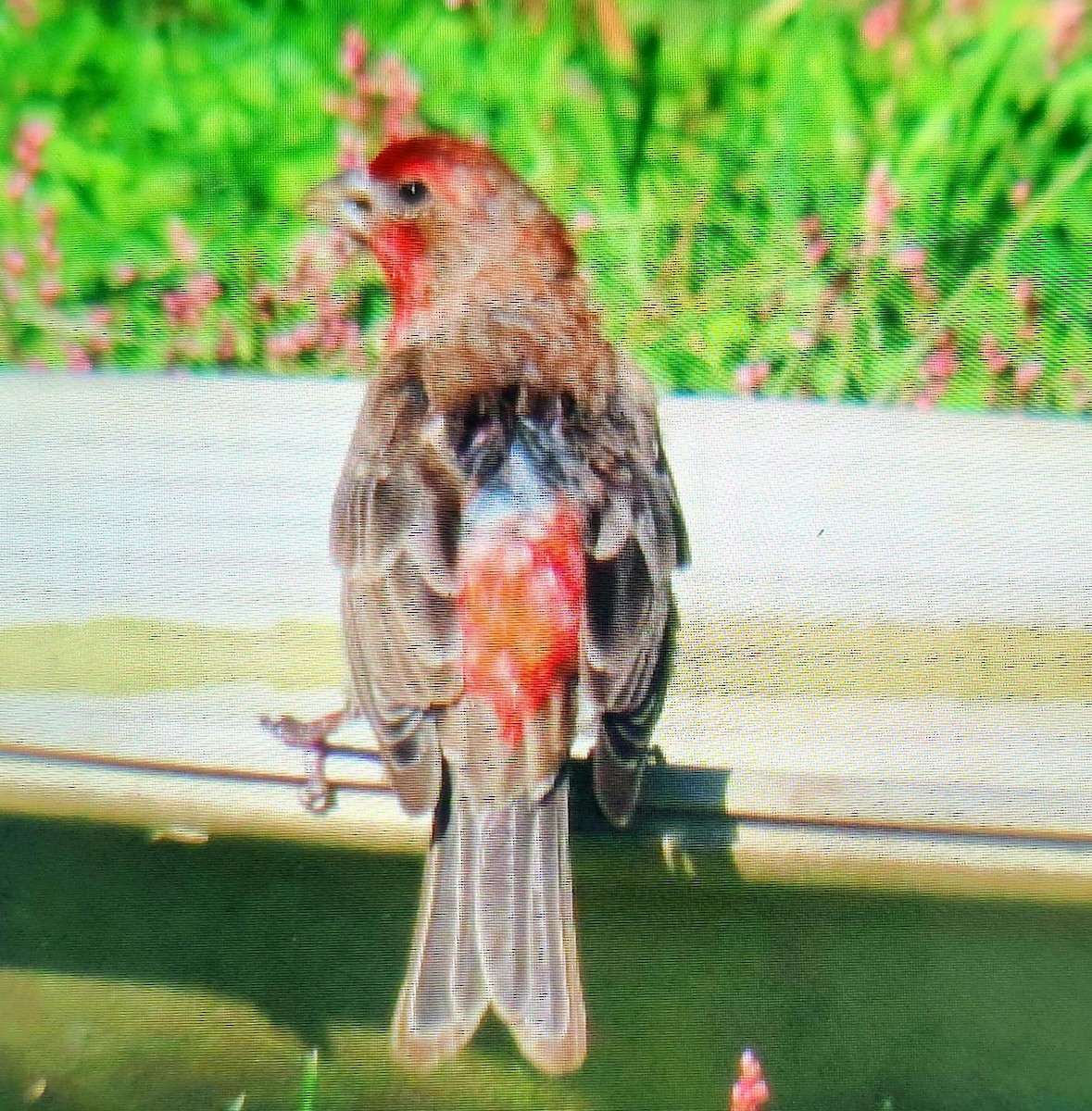 House Finch - ML641701034