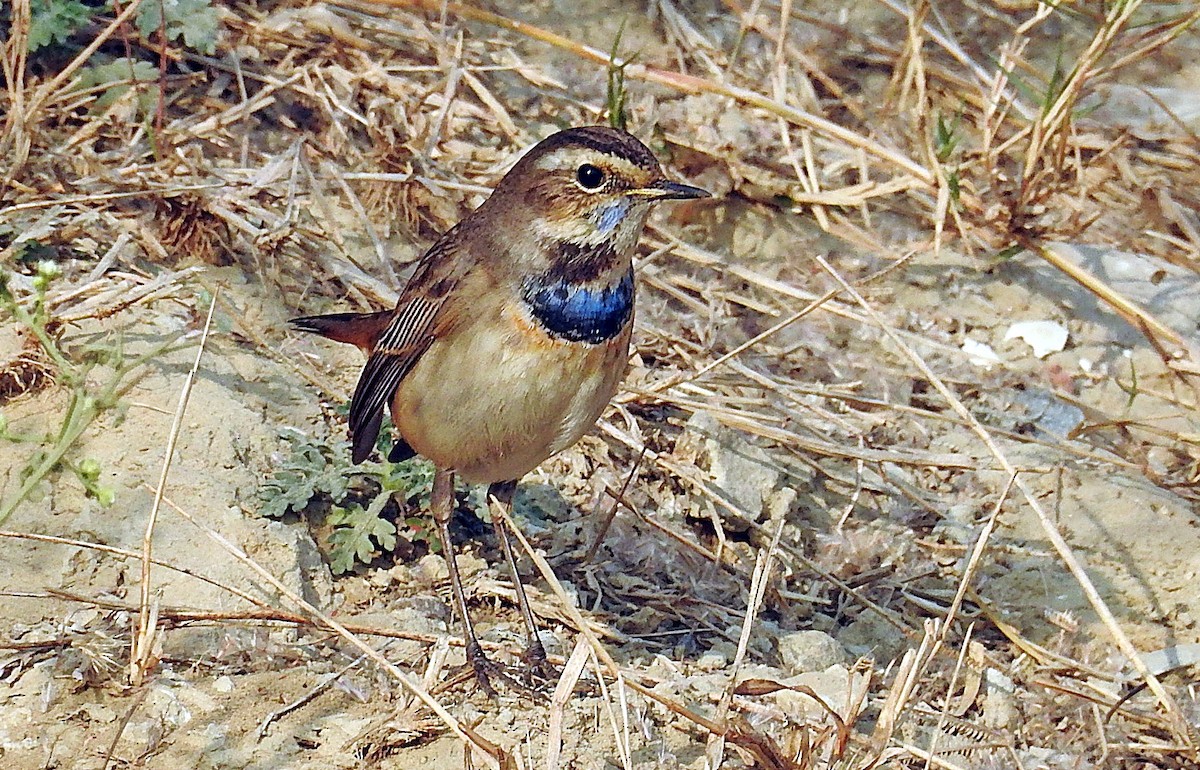 Bluethroat - ML641701037
