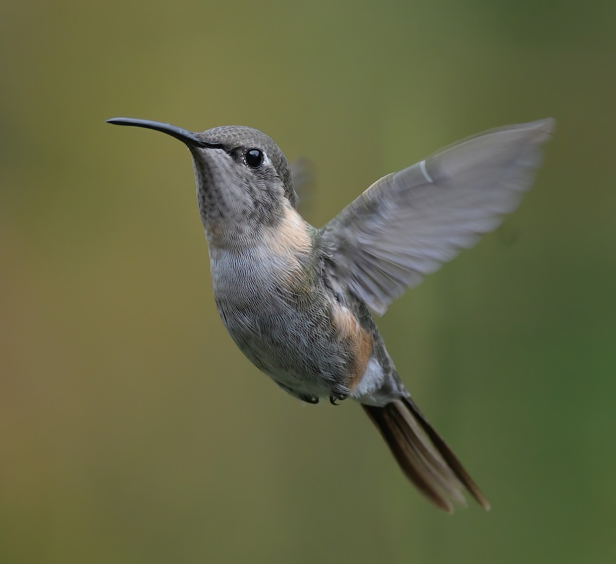 kalypta duhovohrdlá - ML641701040
