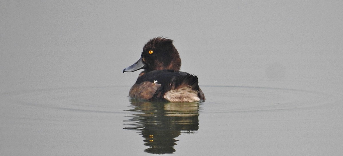 Tufted Duck - ML641701062