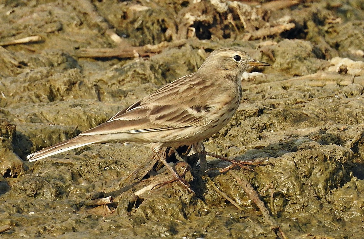 Water Pipit - ML641701086
