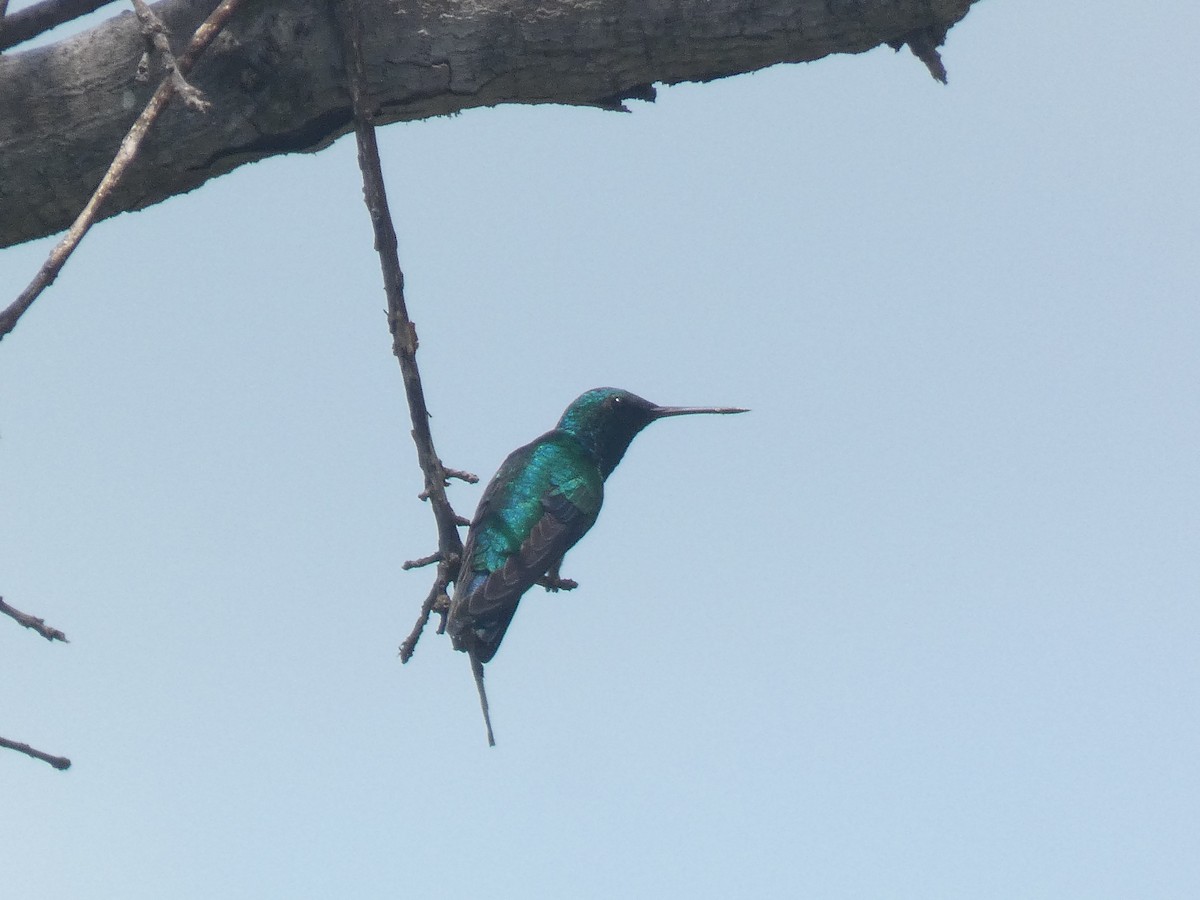 Red-billed Emerald - ML641701181