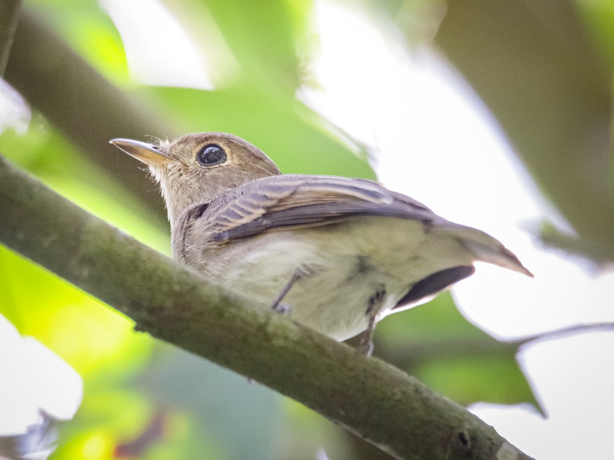 Brown-streaked Flycatcher - ML641701219